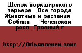 Щенок йоркширского терьера - Все города Животные и растения » Собаки   . Чеченская респ.,Грозный г.